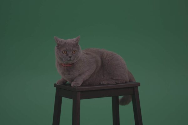 green screen cat video footage