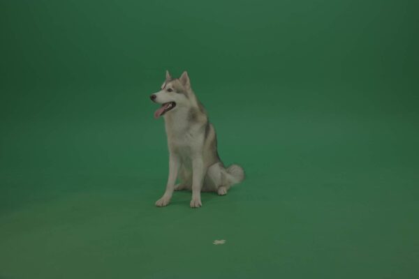 green screen dog husky